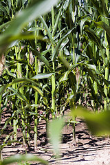 Image showing an agricultural field where corn is grown