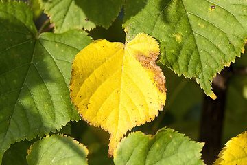 Image showing different plants during the autumn season