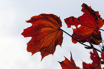 Image showing deciduous forest during leaf fall