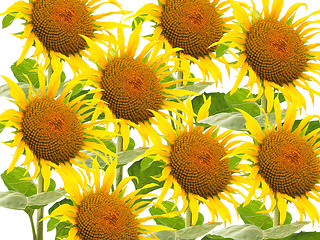 Image showing Many Sunflower flowers