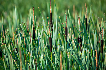 Image showing reeds at the pond in summer