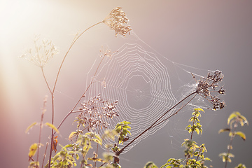 Image showing Close-up of a cobweb, spider web