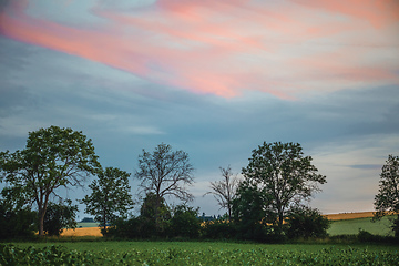 Image showing sunset over agricultural green field