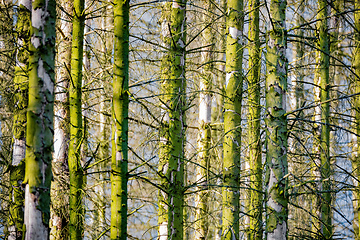 Image showing Spruce Trunks In A Mossy Forest