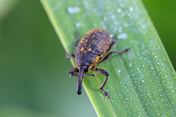 Image showing insect beetle Black Vine Weevil - Otiorhynchus sulcatus, Czech Wildlife