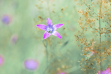 Image showing flower campanula patula, wild flowering plant