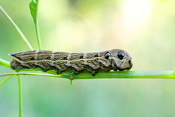 Image showing large caterpillars of Deilephila elpenor