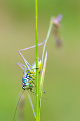 Image showing nsect Roesel's Bush-cricket on a green grass leaf