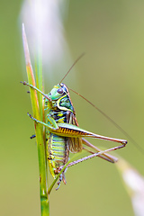 Image showing nsect Roesel's Bush-cricket on a green grass leaf