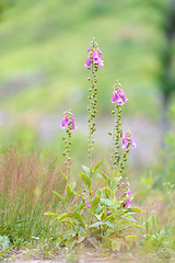 Image showing wild pink flower Purple foxgloves, Digitalis purpurea