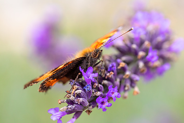 Image showing tortoiseshell butterfly on lavender