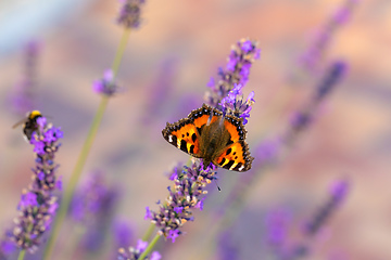 Image showing tortoiseshell butterfly on lavender