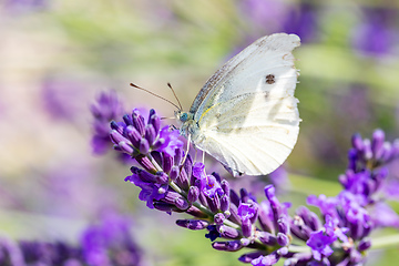 Image showing White butterfly on violet lavender