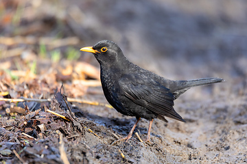 Image showing male of Common blackbird in nature