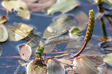 Image showing green Emperor Dragonfly on pond, Czech Republic