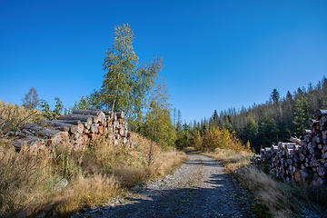 Image showing Countryside landscape, late summer, with fall colored tree