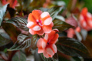 Image showing red flower New Guinea impatiens