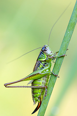 Image showing insect Roesel's Bush-cricket on a green grass leaf