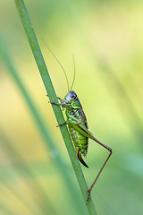 Image showing insect Roesel's Bush-cricket on a green grass leaf