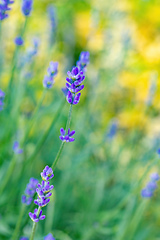 Image showing summer lavender flowering in garden