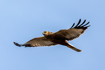 Image showing Marsh Harrier, Birds of prey, Europe Wildlife