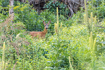 Image showing European roe deer near village europe wildlife