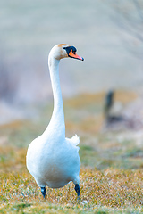 Image showing common big bird mute swan walking on the shore of the pond