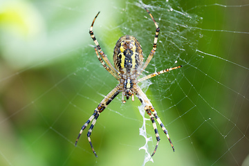 Image showing Argiope bruennichi (wasp spider) on web