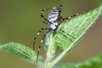 Image showing Argiope bruennichi (wasp spider) on web