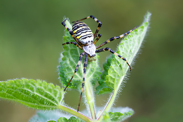 Image showing Argiope bruennichi (wasp spider) on web