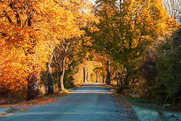 Image showing fall colored trees in alley in countryside