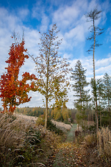Image showing fall autumn season with beautiful colored tree