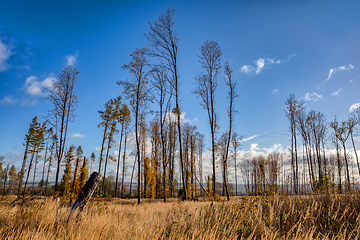 Image showing fall autumn season in deforested plain