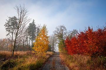 Image showing fall autumn season with beautiful colored tree