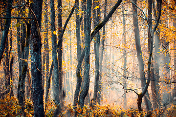 Image showing Sprucetree Trunks In A mystical Forest