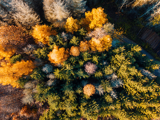 Image showing Aerial view of beautiful forest in autumn