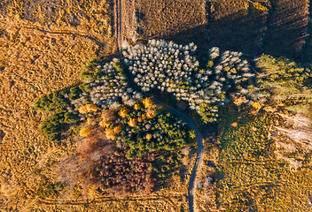 Image showing Aerial view of beautiful forest in autumn