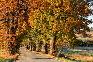 Image showing fall colored trees in alley in countryside