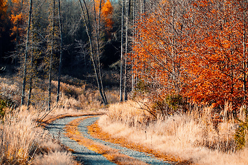 Image showing Countryside landscape, autumn season, with fall colored tree