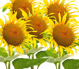 Image showing Many Sunflower flowers