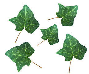 Image showing Ivy Hedera plant leaf isolated over white