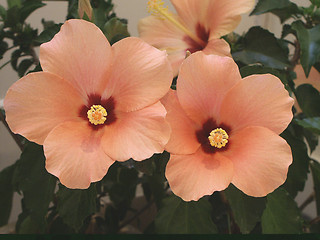 Image showing Hibiscus Flower