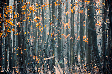 Image showing Spruce tree Trunks In A mystical Forest