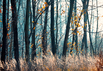 Image showing Spruce tree Trunks In A mystical Forest