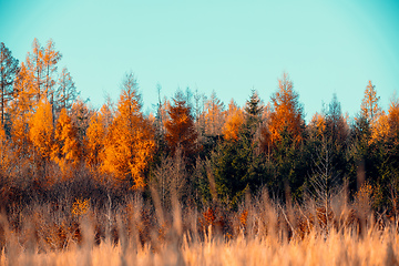 Image showing fall autumn season with beautiful colored tree