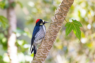 Image showing Acorn woodpecker (Melanerpes formicivorus), San Gerardo, Costa Rica