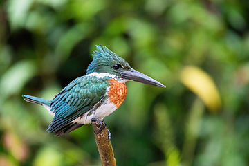 Image showing Amazon Kingfisher (Chloroceryle amazona), Cano Negro Costa Rica