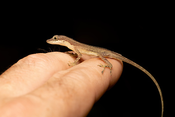 Image showing Anolis Limifrons, Cano Negro, Costa Rica