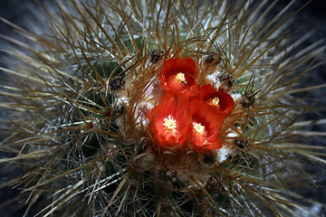 Image showing blossoming cactus