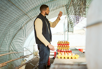 Image showing Man, tray or chicken eggs check in food industry sales, logistics export orders or quality control management on countryside farming coop. Farmer, poultry birds or protein production stock for retail